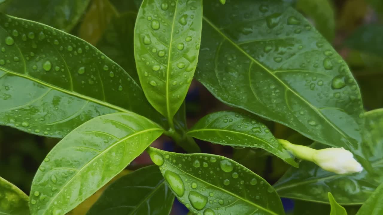 closeup of a lush, vibrant green leaves generously covered in glistening water droplets, suggesting a recent rainfall or morning dew, A pristine white flower bud, tightly furled and poised to bloom
