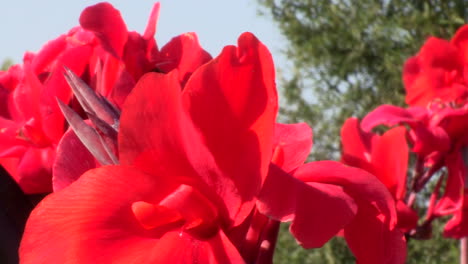 Red-lilies-close-up,-with-tree-in-the-background