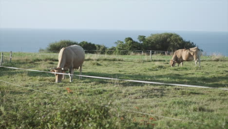 coastal farming: cows grazing peacefully with ocean backdrop