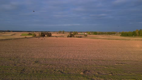 aerial view of autumn farmland