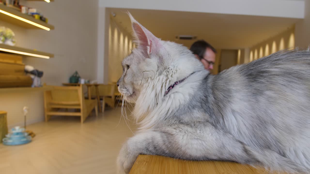 Majestic Maine Coon cat lounging on a wooden table in a cozy cafe setting in Penang, Malaysia