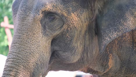 this is a detailed view of an african elephant, highlighting its unique textured skin and gentle expression