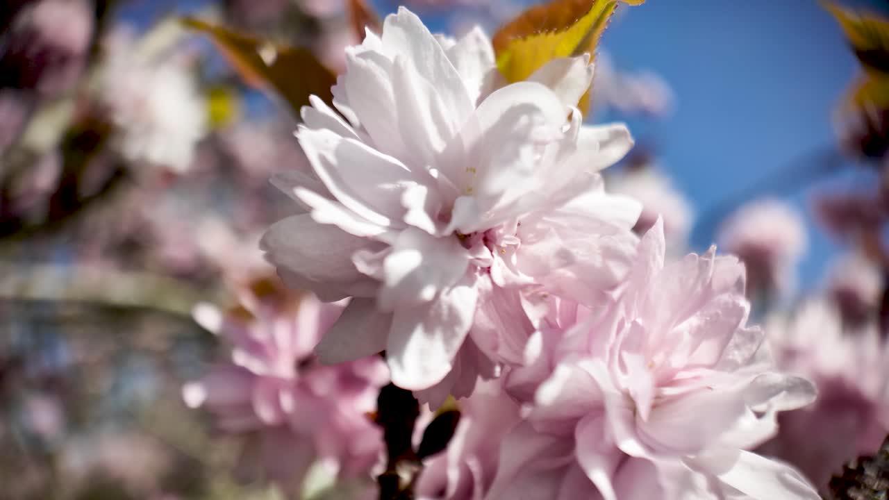 Springtime renewal and natural beauty — delicate pink cherry blossom flowers are shown in full bloom, captured in a close-up shot against a vibrant blue sky