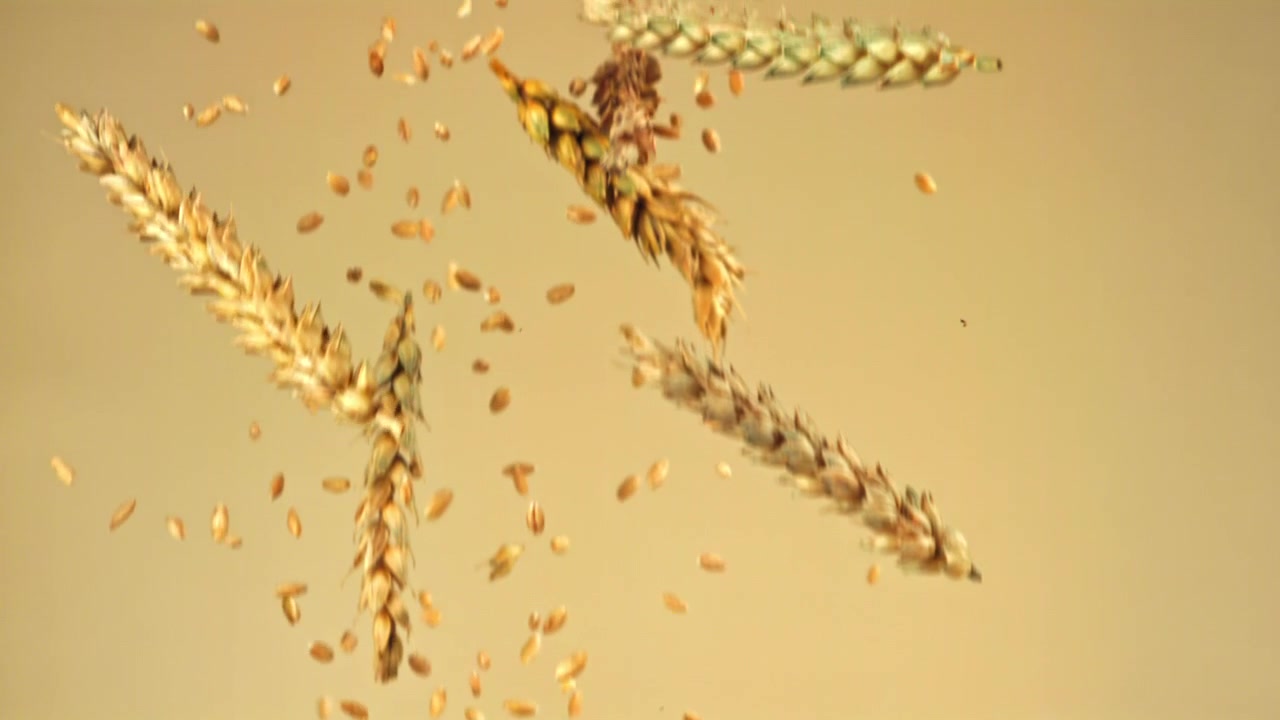 Chicchi di grano dorati e spighe che cadono al rallentatore