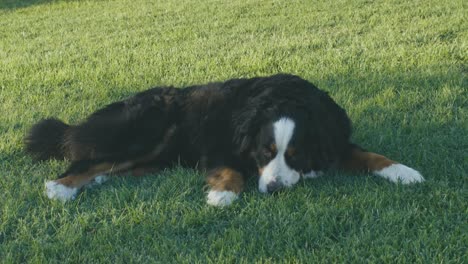 a beautiful bernese mountain dog rests in the green meadow in the late afternoon of a summer day in italy, breathing and looking around in slow motion