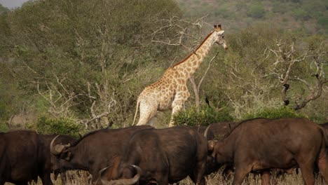 Giraffe-Walking-Past-Buffalo-Herd-with-Birds-on-Neck-in-Green-Savanna-Grassland