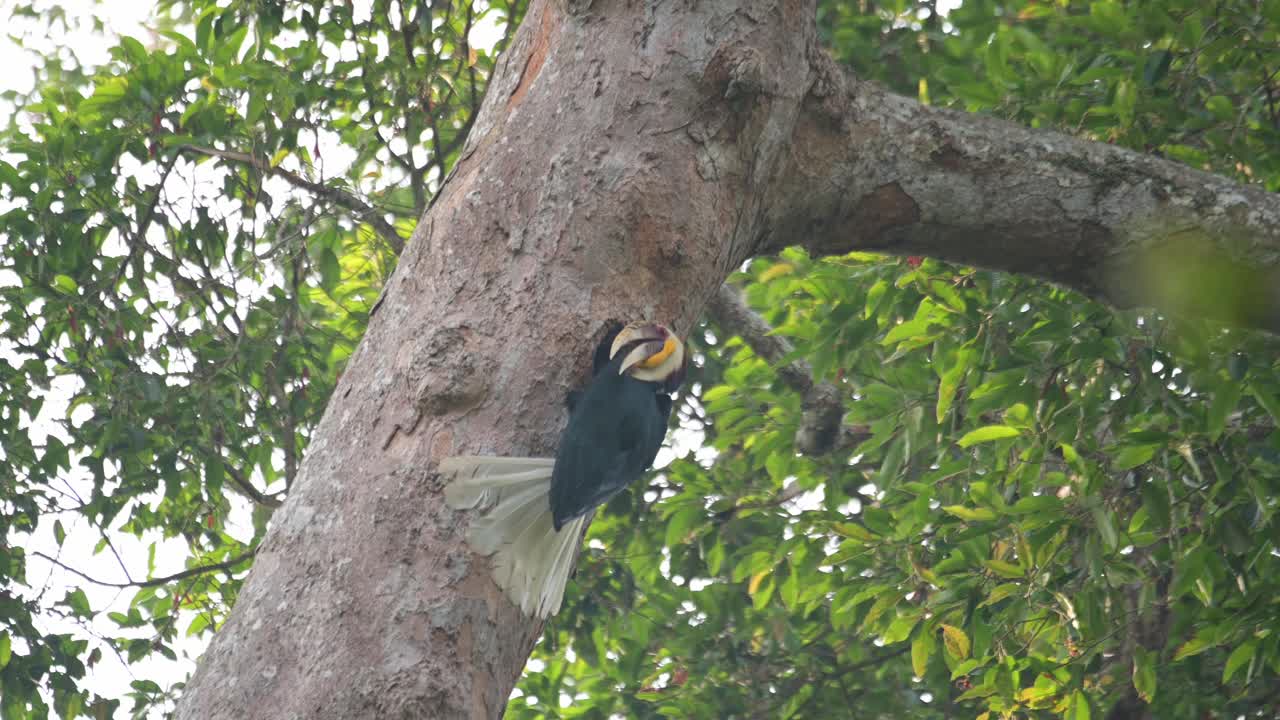 un pájaro macho alimentándose y regurgitando alimentos mientras está encaramado fuera de su nido, rhyticeros undulatus, macho, tailandia