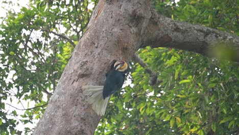 a male bird feeding and regurgitating food items while perched outside of its nest, wreathed hornbill rhyticeros undulatus, male, thailand
