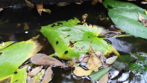 frogs mating on a leaf in water.