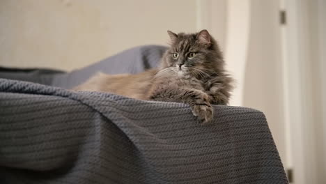 cute domestic cat lying on sofa and looking around