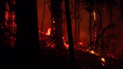 night forest fire burning during lightning complex fire in santa cruz mountains california 2