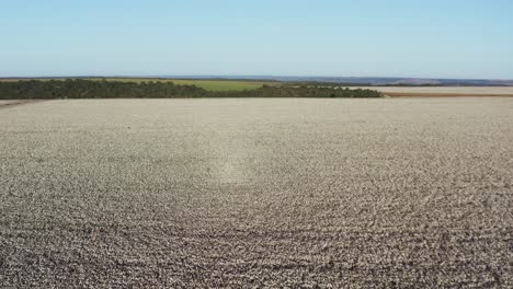 flying over vast white cotton fields in rural brazil