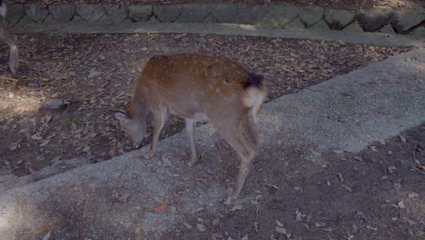 The-deer-from-Nara,-Japan,-are-free-range