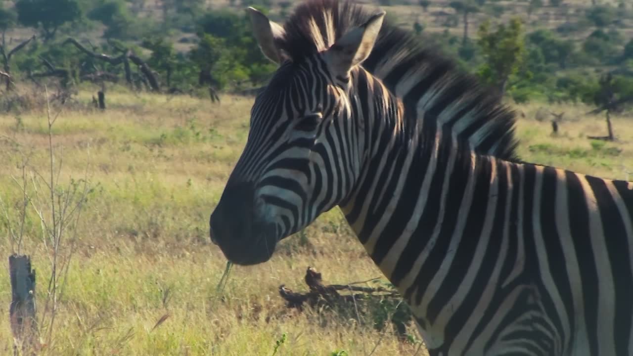 Nærbillede af en zebra, der græsser på den afrikanske savanne - Kruger Nationalpark.