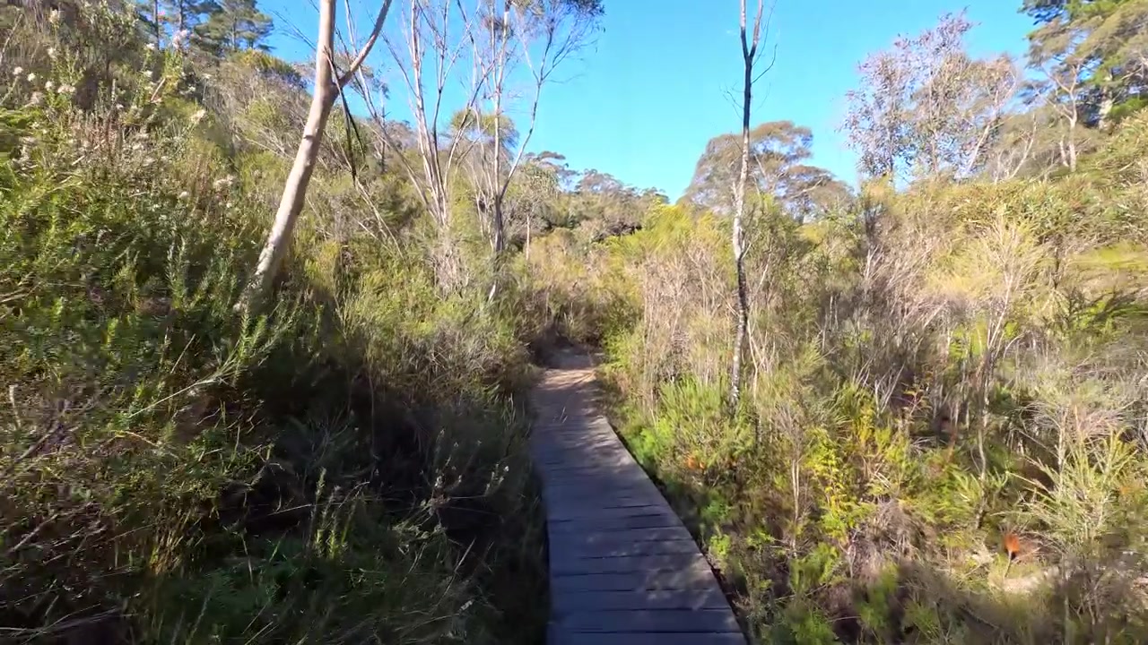 Perspectiva em primeira pessoa caminhando por um passadiço de madeira através de uma mata de eucaliptos em Wentworth Falls, Austrália