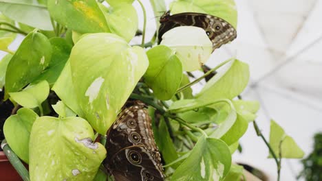 Close-Up-Of-Tropical-Butterflie,-Peleides-Blue-Morpho-Sitting-On-Plant