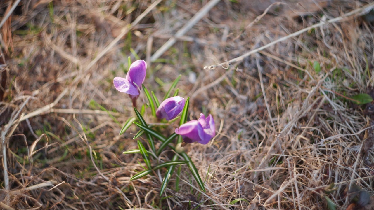 Bunga-bunga ungu kecil muncul di antara rumput kering yang kusut di padang alami, dengan cahaya matahari lembut, detail jarak dekat, dan latar belakang buram.