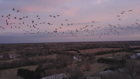 Luftdrohnenaufnahme-Einer-Herde-Von-Gänsen,-Die-Bei-Sonnenuntergang-Fliegen