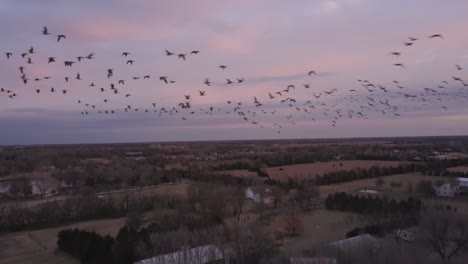 toma aérea con drones de una bandada de gansos volando al atardecer