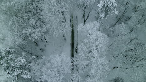 Tops-Of-Snow-Covered-Pine-Forest-Trees-Between-Country-Road-During-Winter-In-Pieszkowo,-Poland