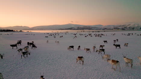 flight over grazing herd of caribou in winter pasture