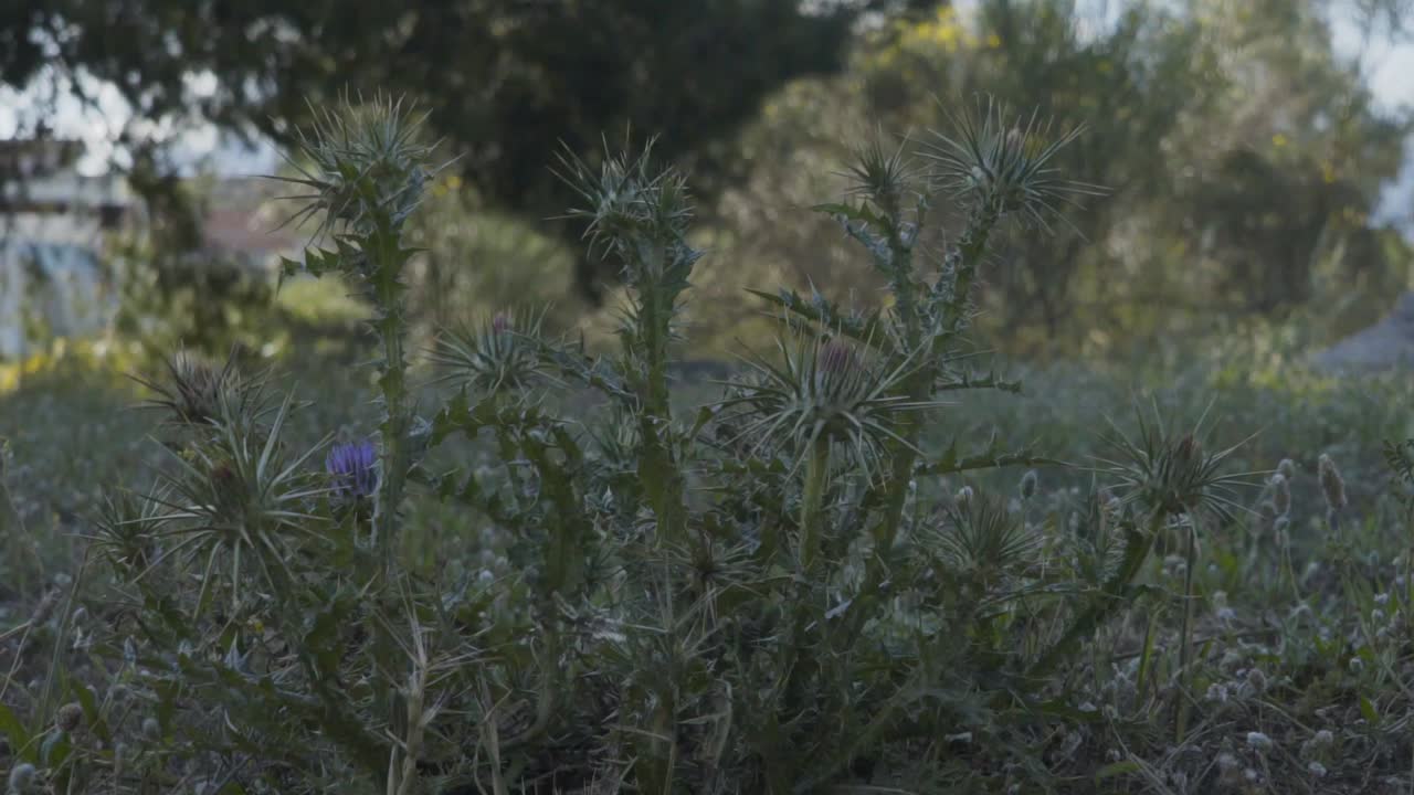 가시가 많은 낮은 식물의 정적 샷