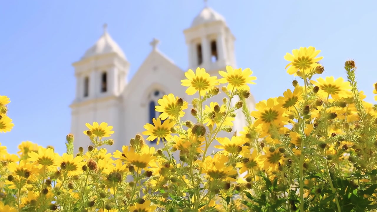 Fiori gialli davanti a una chiesa, prato soleggiato di margherite con facciata bianca a due torri sfocata.