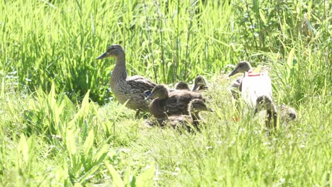 Süße-Enten-Genießen-Die-Natur-Mit-Ihrer-Familie