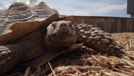 relaxed african spurred tortoise in the sun