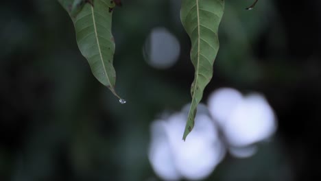 Gota-De-Lluvia-Sobre-Las-Hojas,-Primer-Plano