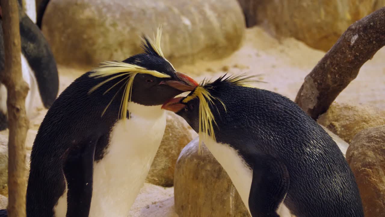 adorable pingüino penacho amarillo prepara a su pareja en ciudad del cabo, sudáfrica