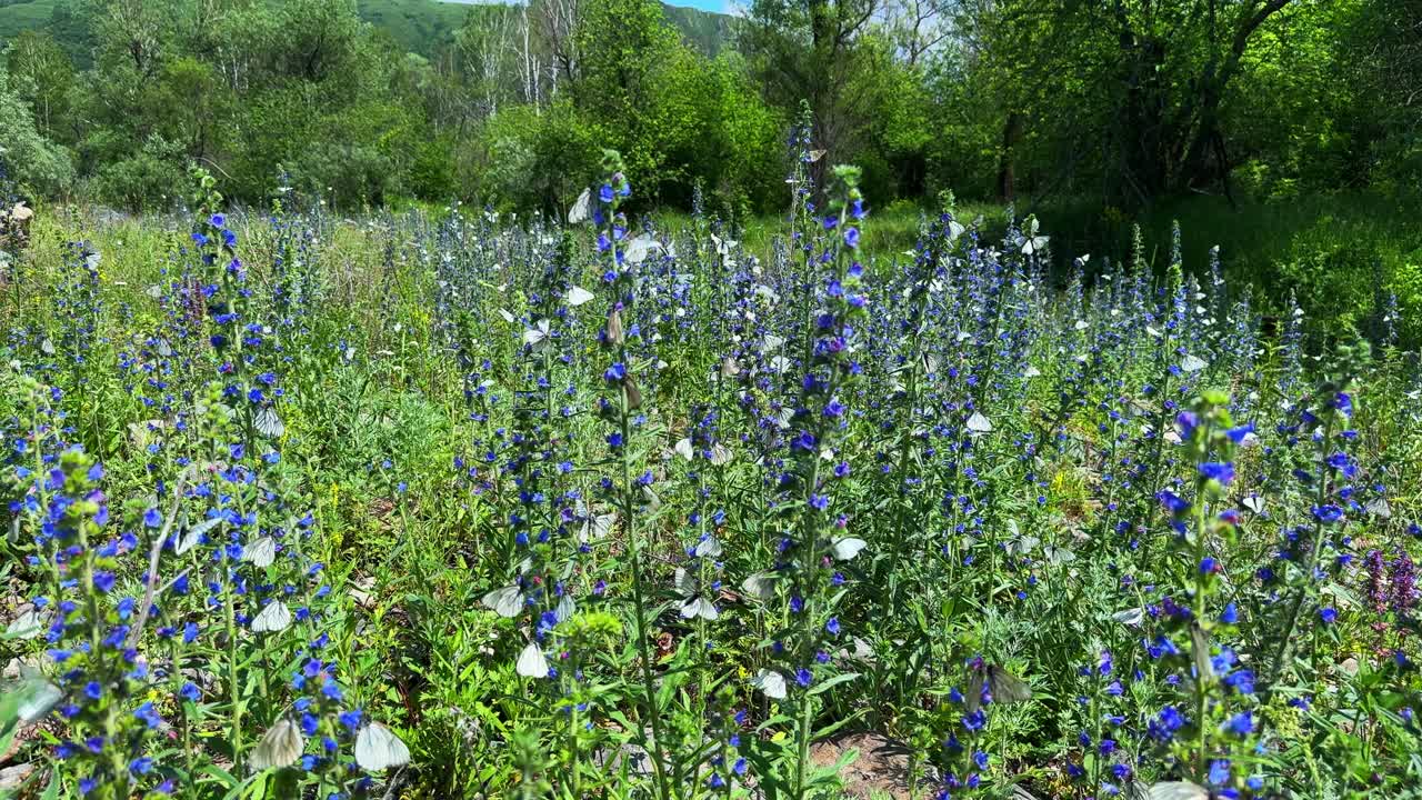 A Vibrant Meadow Filled with Blue and White Wildflowers Surrounded by Lush Greenery, Showcasing the Beauty of Nature in Full Bloom Under the Clear Sky