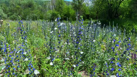 a vibrant meadow filled with blue and white wildflowers surrounded by lush greenery, showcasing the beauty of nature in full bloom under the clear sky