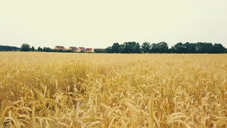 drone flying tight above a wheatfield