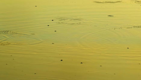 common frogs jumping out of water at sunset - high angle shot