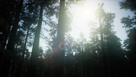 Secuoyas-Gigantes-En-Verano-En-El-Parque-Nacional-De-Secuoyas,-California