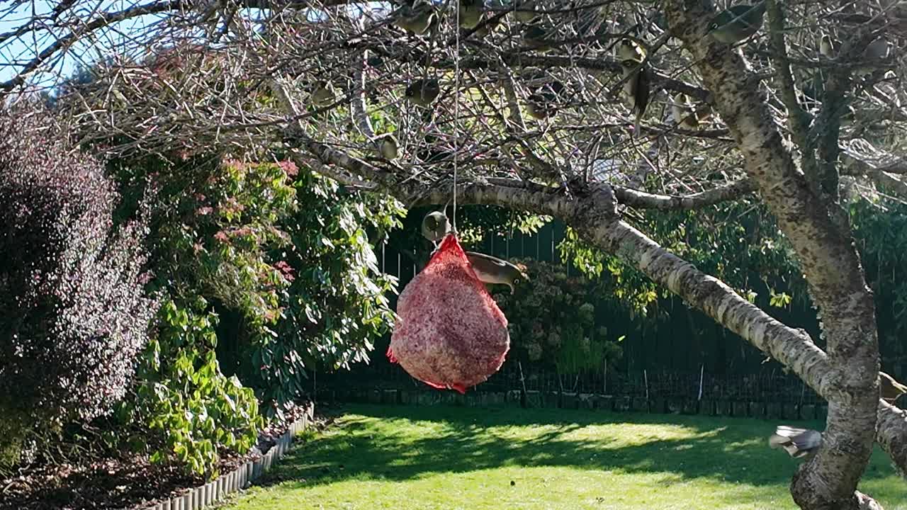 Flere klokkefugler som spiser fra en meisebolle i en bakgård