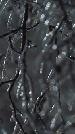 primer plano de ramas de árboles desnudas con nevadas, destacando hojas congeladas en una escena de invierno, el fondo presenta luces de edificios brillantes