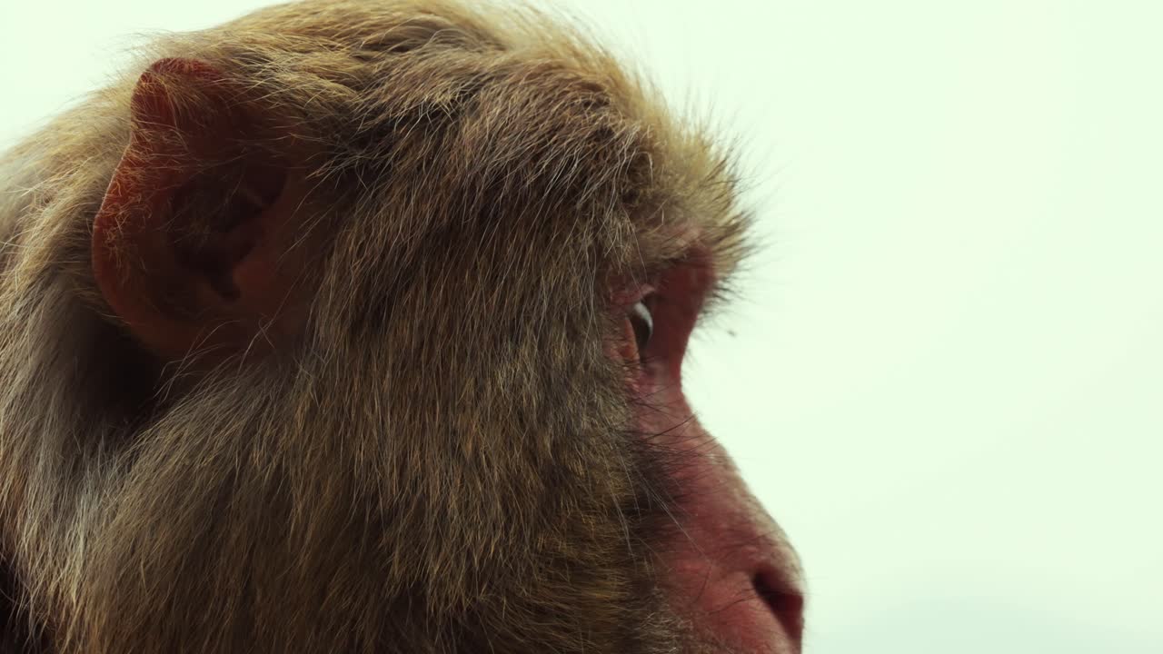 Extreme Close-Up Portrait of Wild Rhesus Macaque Face and Eyes