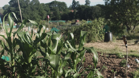 Medium-shot-of-green-leaves-in-a-vegetable-garden-with-unfocused-background-at-daytime