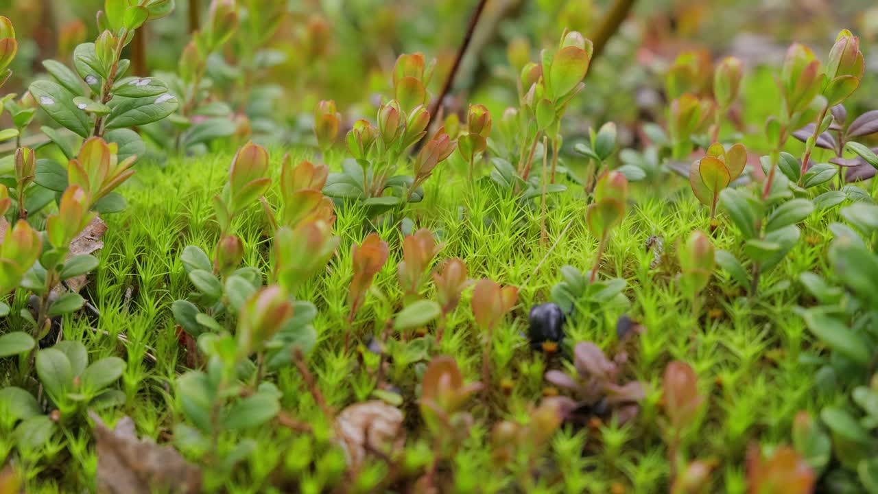 북극  ⁇ 드라 리 ⁇  모스 클로즈업. 주로 북극  ⁇ 드라, 알파인  ⁇ 드라에서 발견되며, 매우 추위에 견 ⁇  수 있습니다. 클라도니아 랭지페리나 (cladonia rangiferina), 렌더 컵 리 ⁇ 으로도 알려져 있습니다.