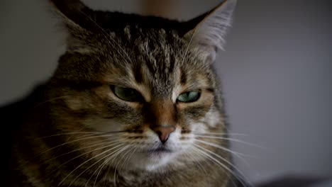 el gato se sienta en una silla.