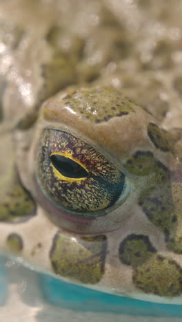 toad on the side of a swimming pool in vertical