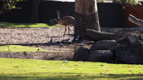 an emu and pigeons interact at the zoo