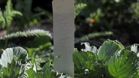 cabbage with label growing in a vegetable garden