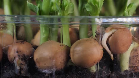 Germination-of-green-peas