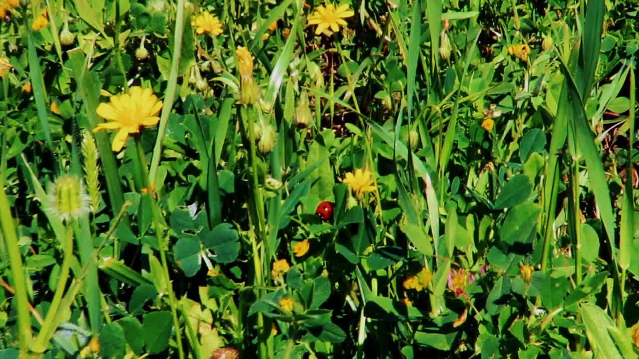 Ladybird insect on plant leaves and flowers
