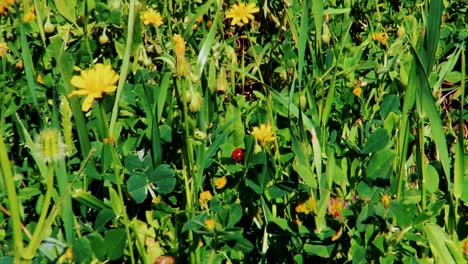 ladybird insect on plant leaves and flowers