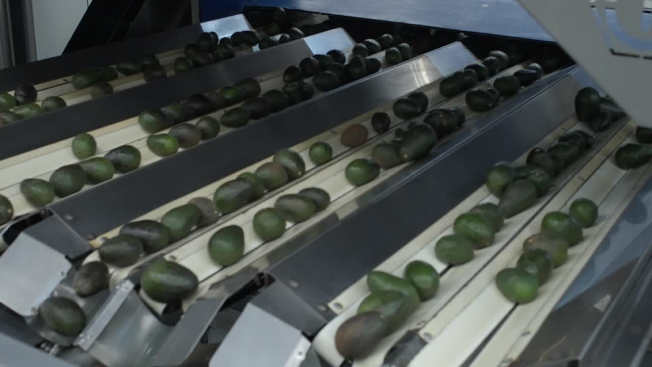 AVOCADOS ON A CONVEYOR BELT AT AN AVOCADO PACKING HOUSE IN URUAPAN