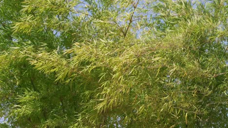 exploring the vibrant growth of bamboo highlighting its lush greenery and natural beauty.